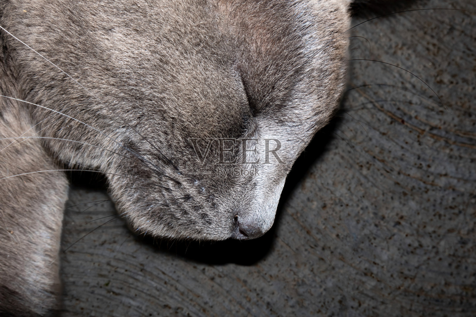 灰猫睡觉的微距照片照片摄影图片