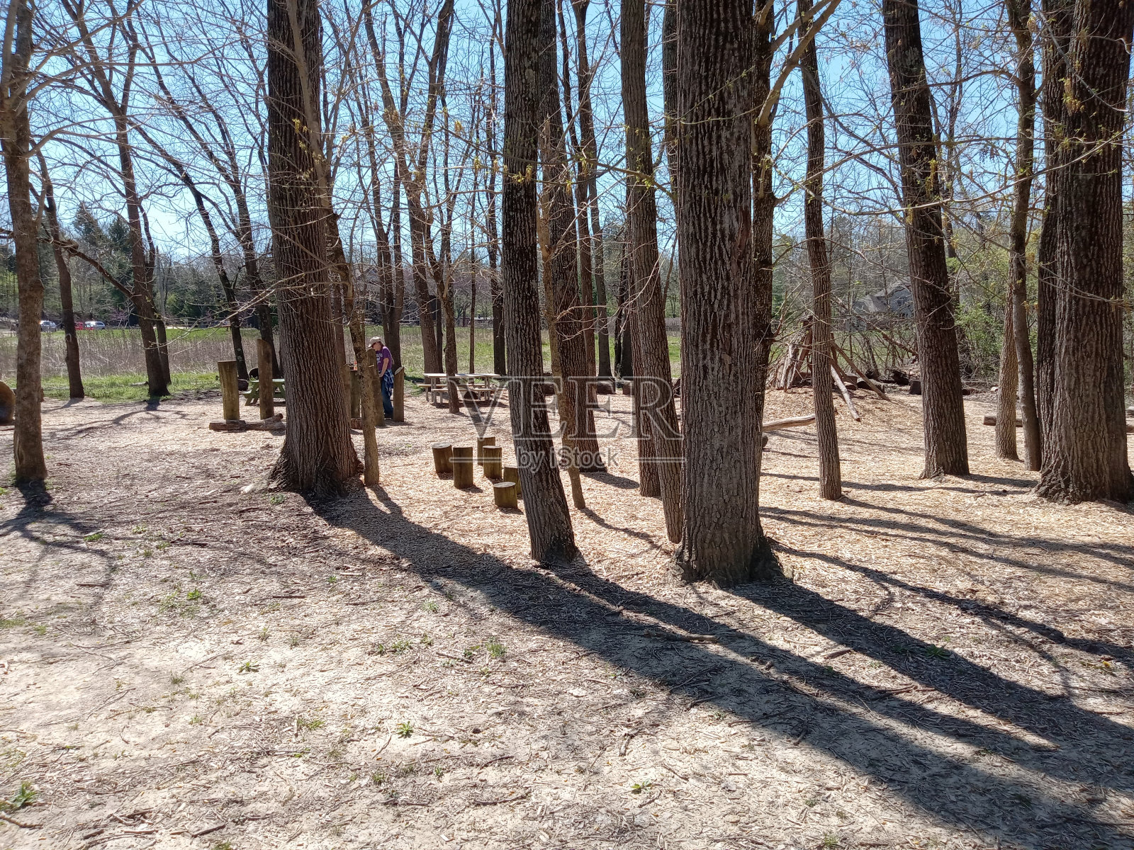 树照片摄影图片