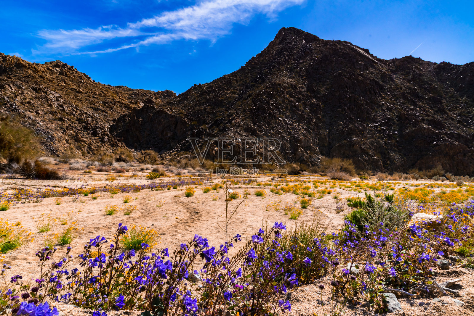 沙漠春钟。照片摄影图片
