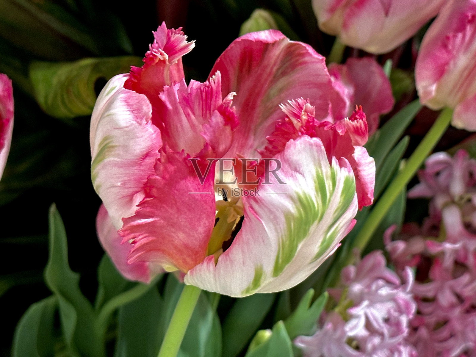 鹦鹉郁金香照片摄影图片