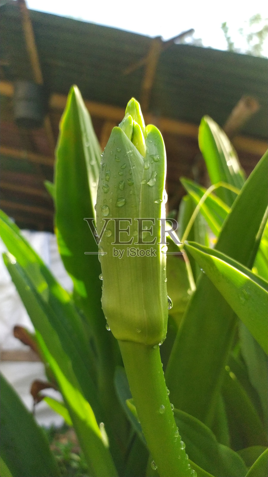 阔叶苣苔枝照片摄影图片