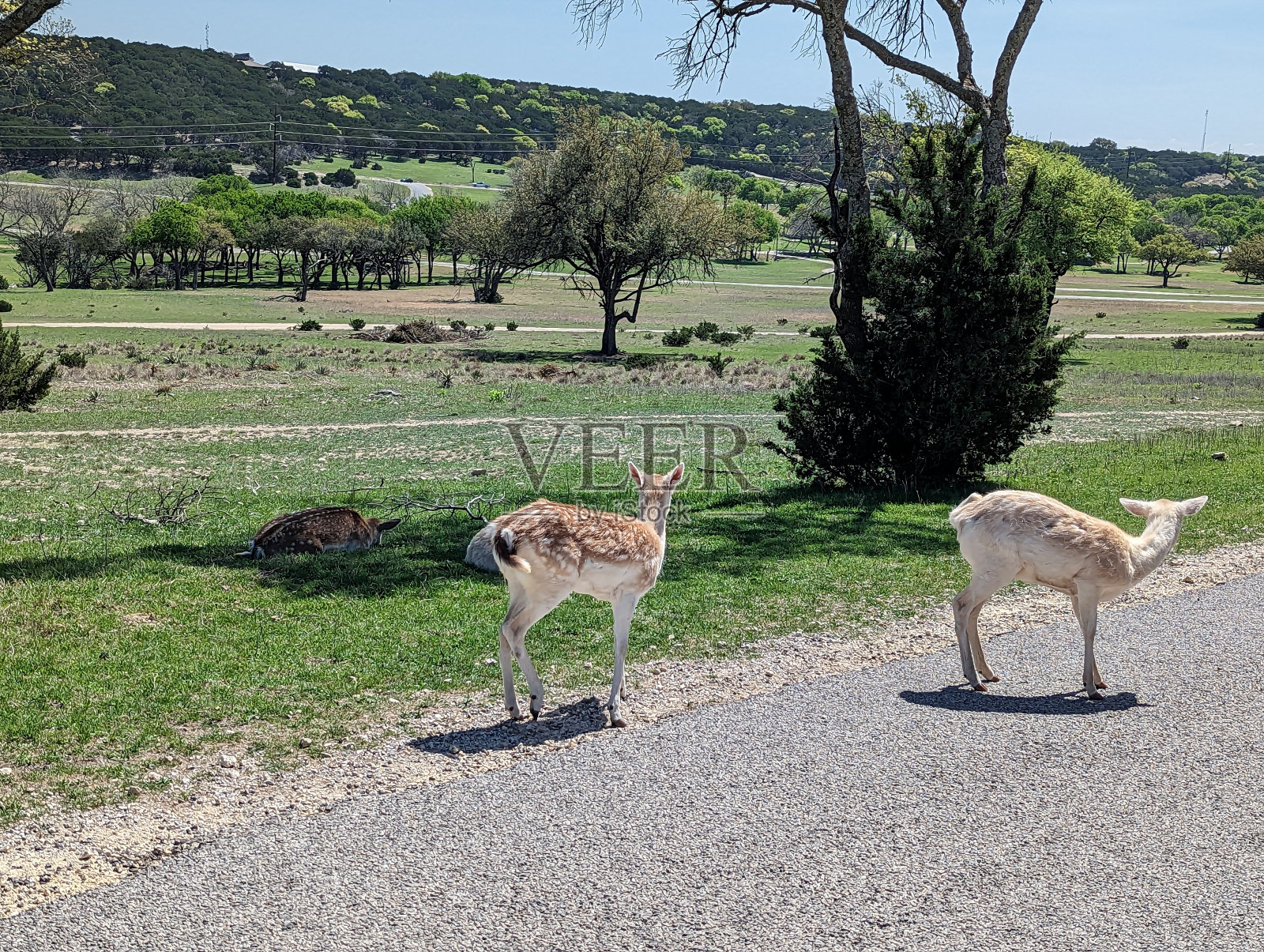 野生动物,自然,草地,野鹿照片摄影图片