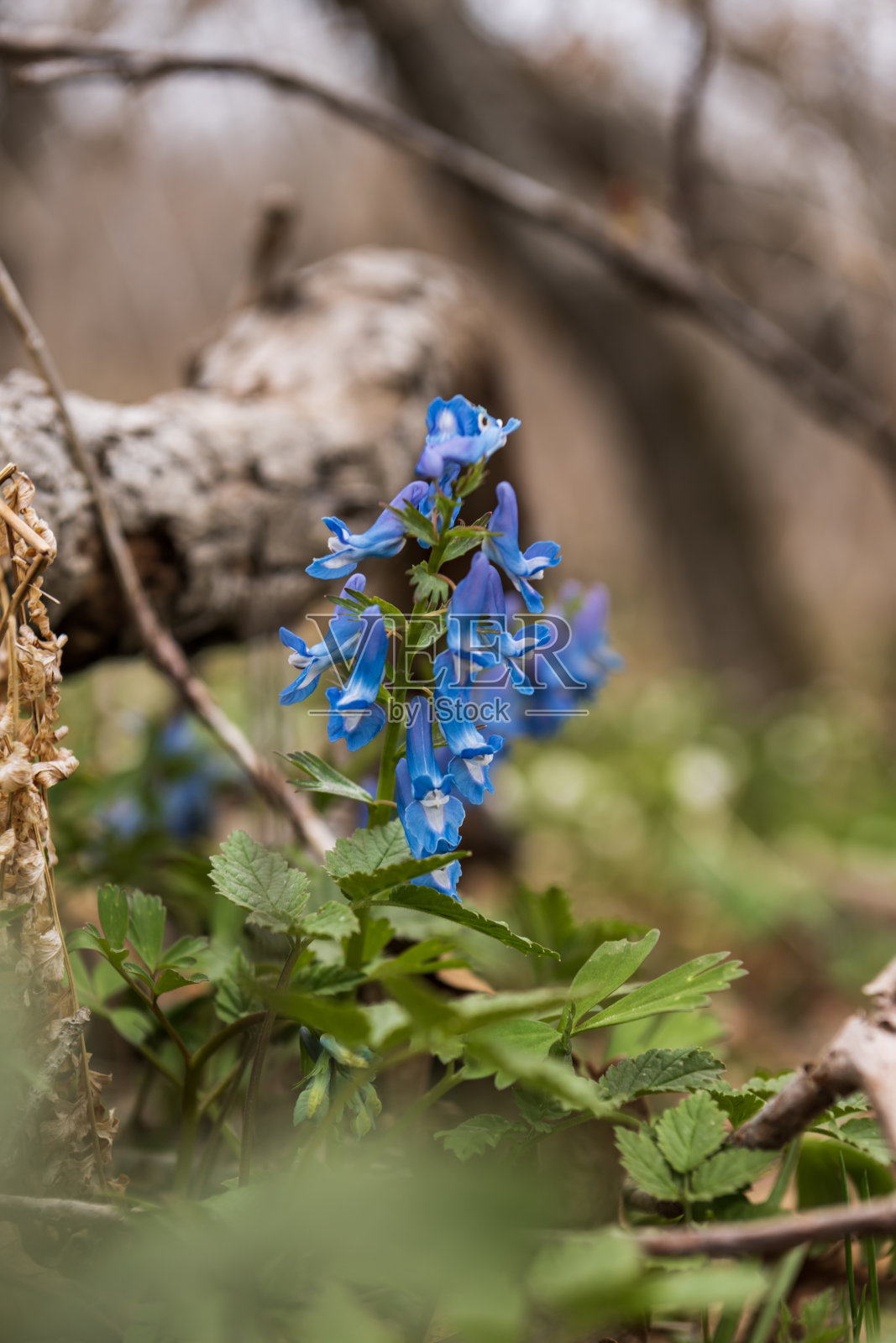 蓝色的花朵在春天的森林里照片摄影图片