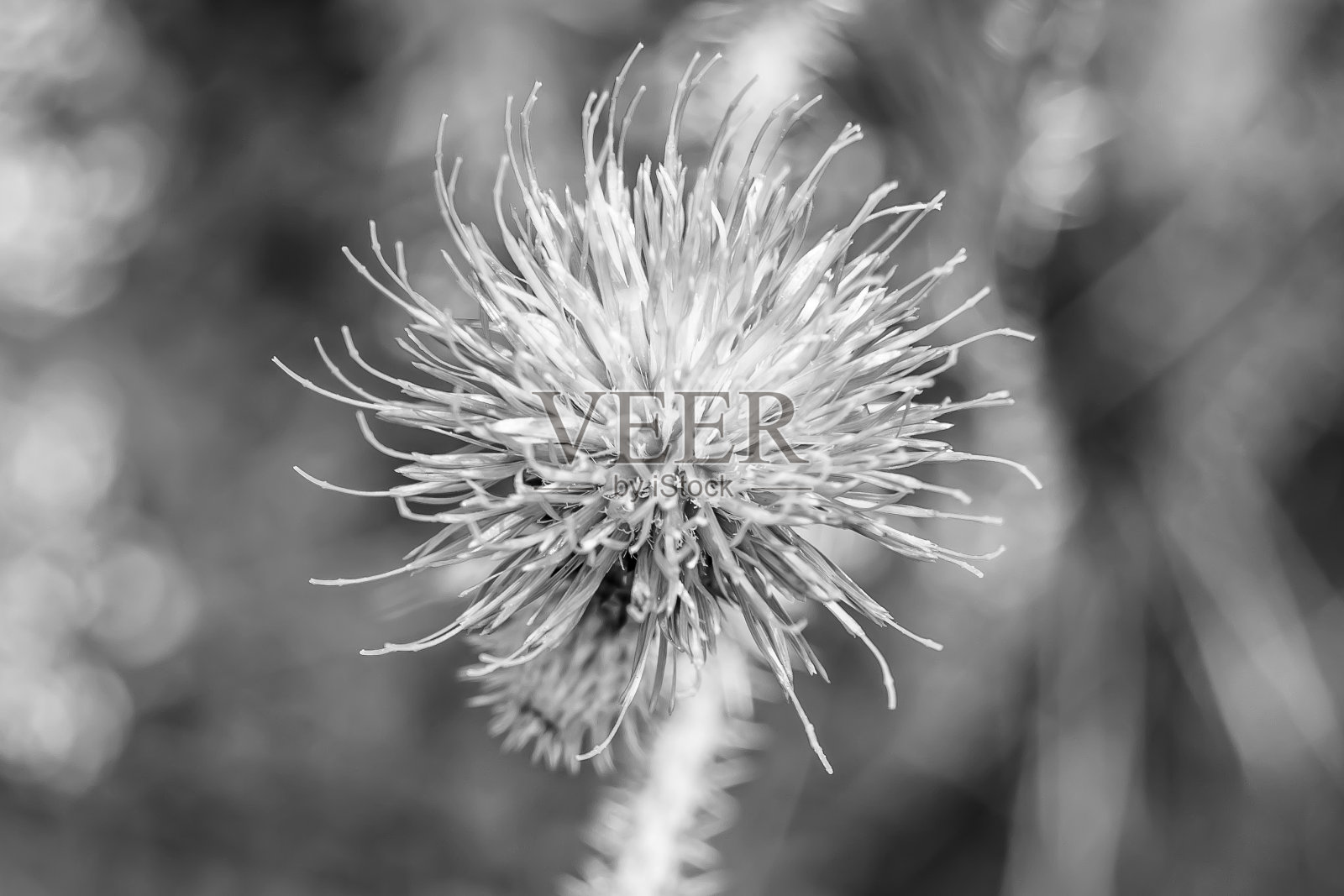 背景草地上生长着美丽的花根牛蒡蓟照片摄影图片