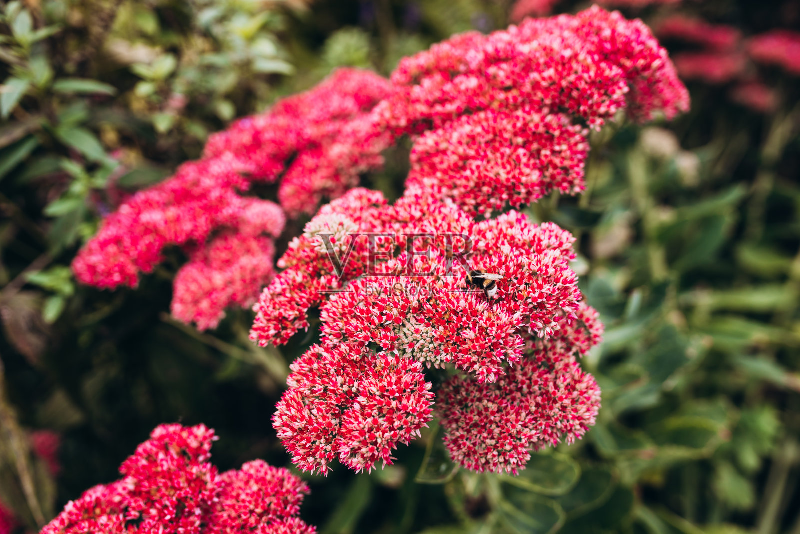 大黄蜂在美丽的装饰花园植物。秋高气爽的日子里景天非常壮观。花卡背景与粉红色的景天和阳光或花卉壁纸照片摄影图片