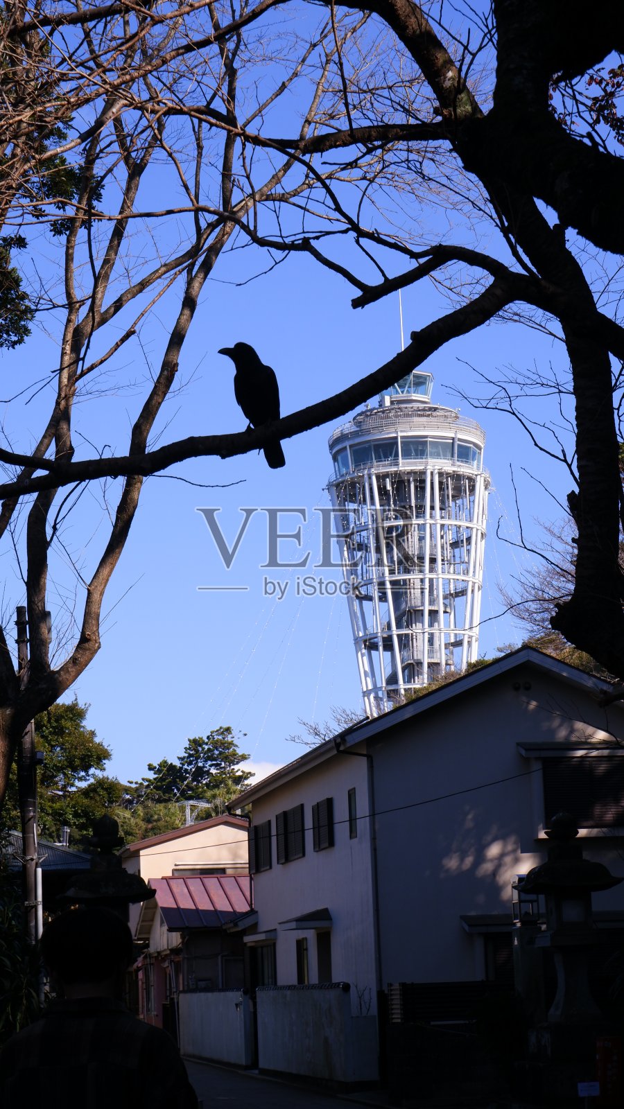 乌鸦照片摄影图片