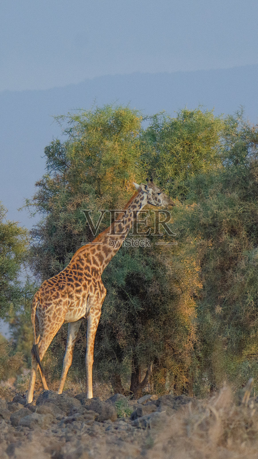 马赛长颈鹿照片摄影图片