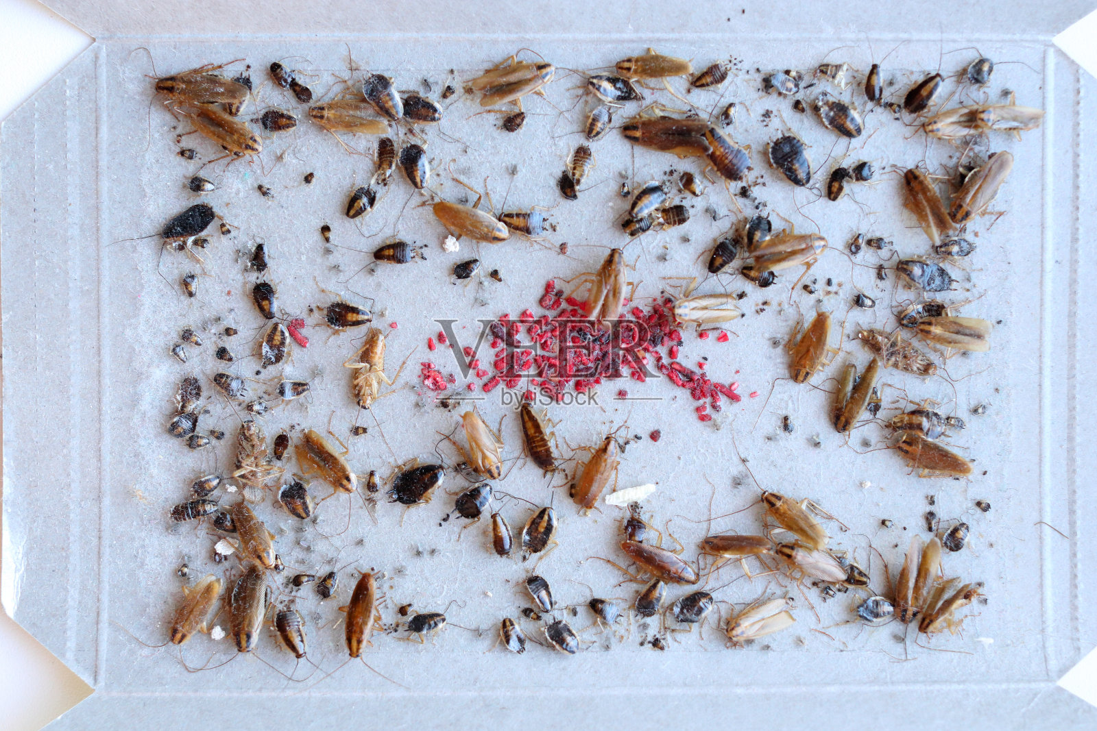 许多蟑螂被粘捕器捕获,在家中控制昆虫,蟑螂诱饵引诱许多大大小小的蟑螂进入粘捕器照片摄影图片