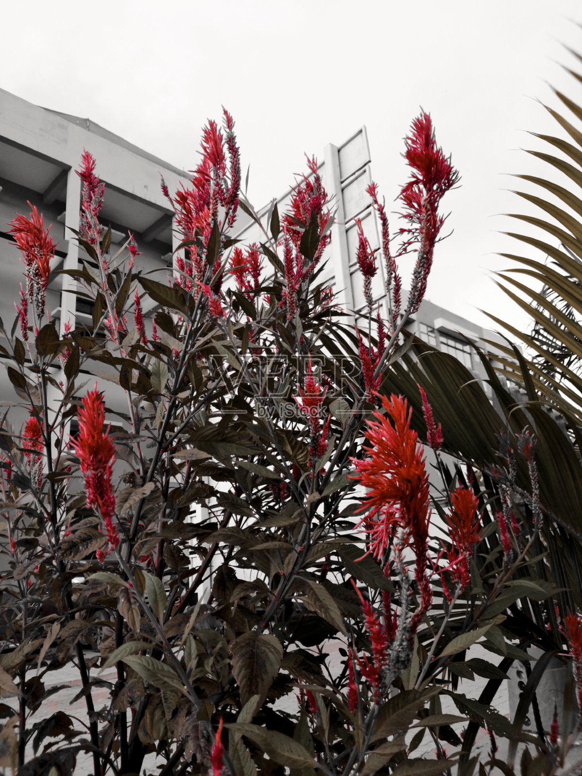 花照片摄影图片