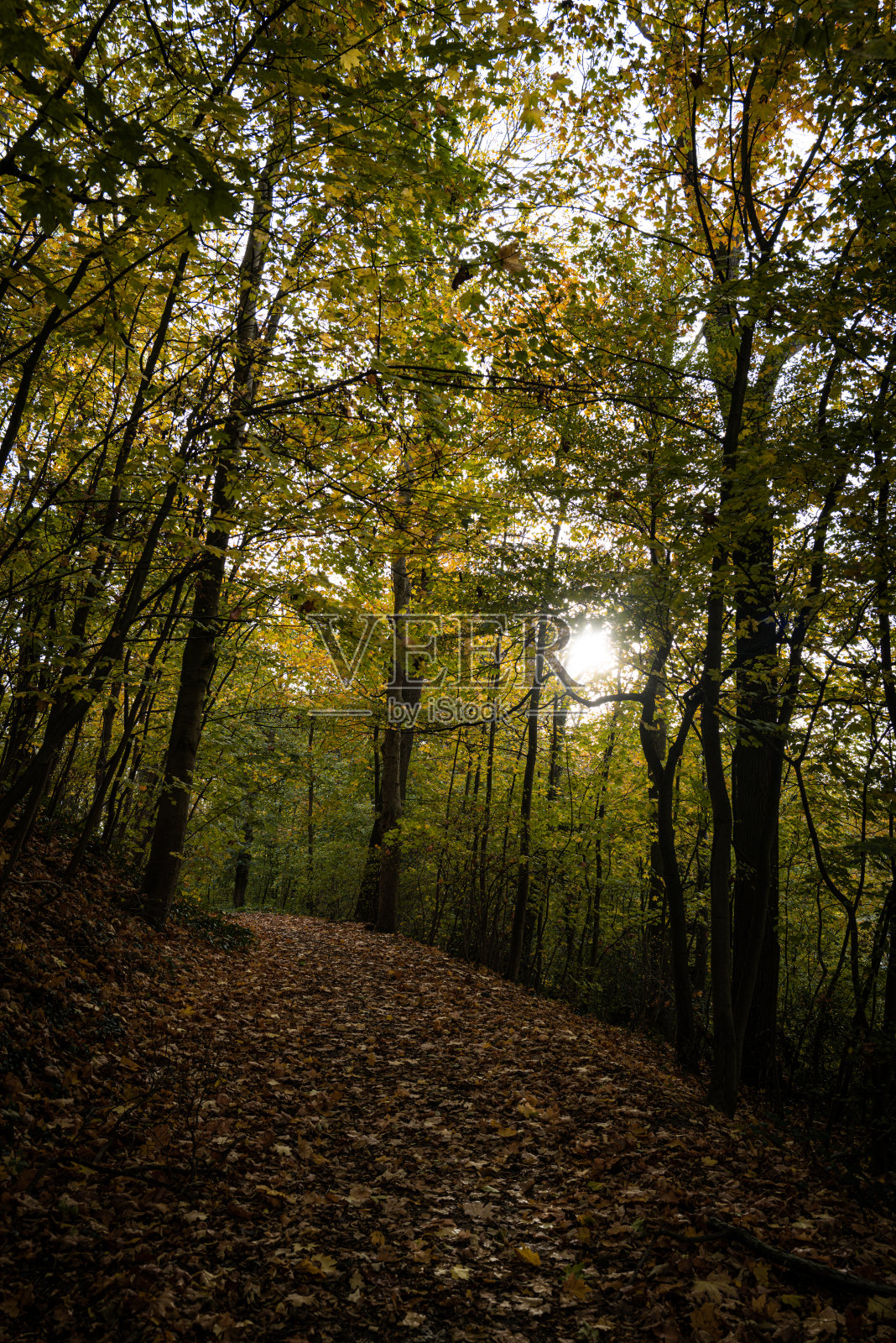 阳光明媚的一天照片摄影图片