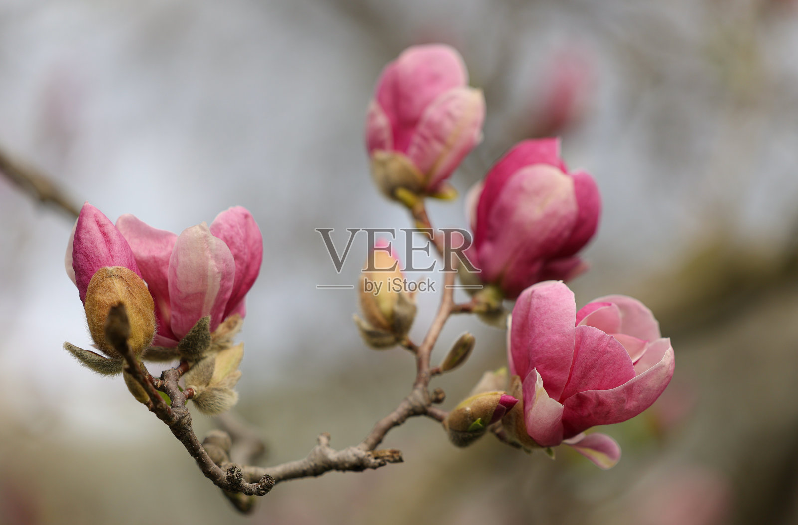 木兰照片摄影图片