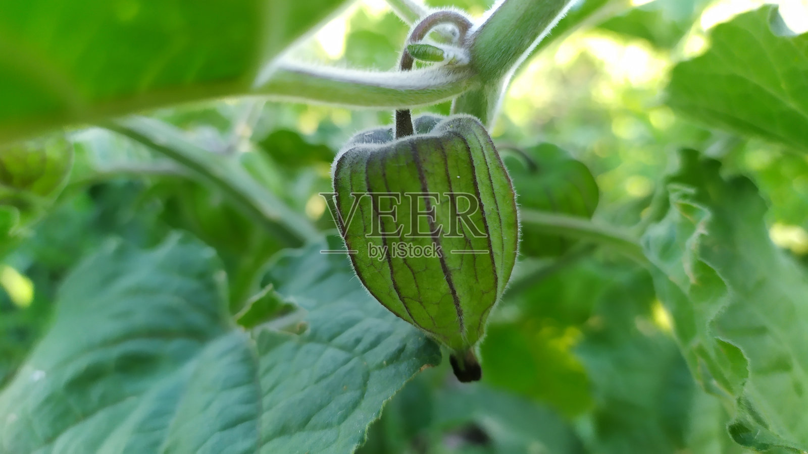 未成熟的绿色physalis在夏天挂在树枝上照片摄影图片