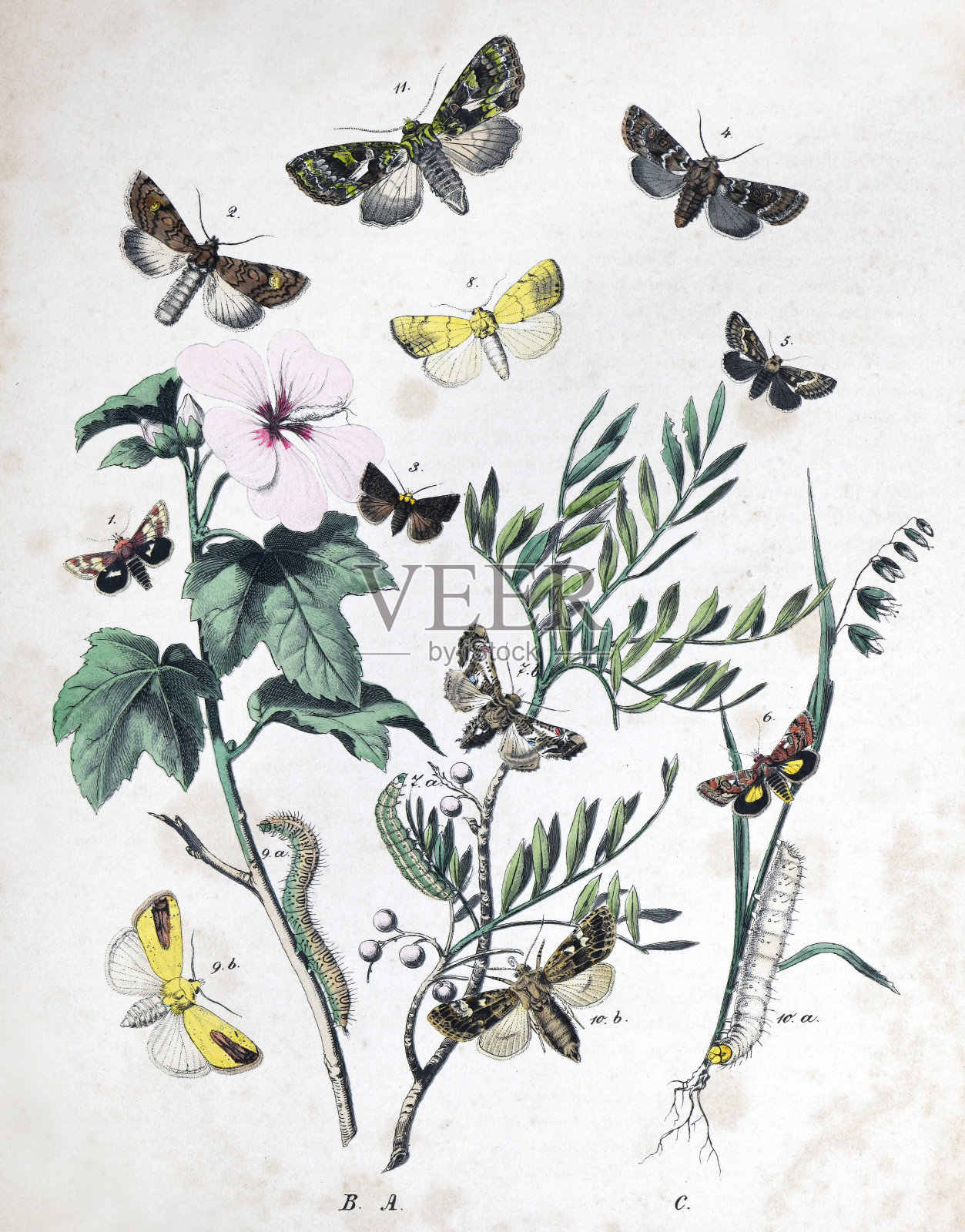 飞蛾和毛虫与花寄主植物-复古色彩插图插画图片素材