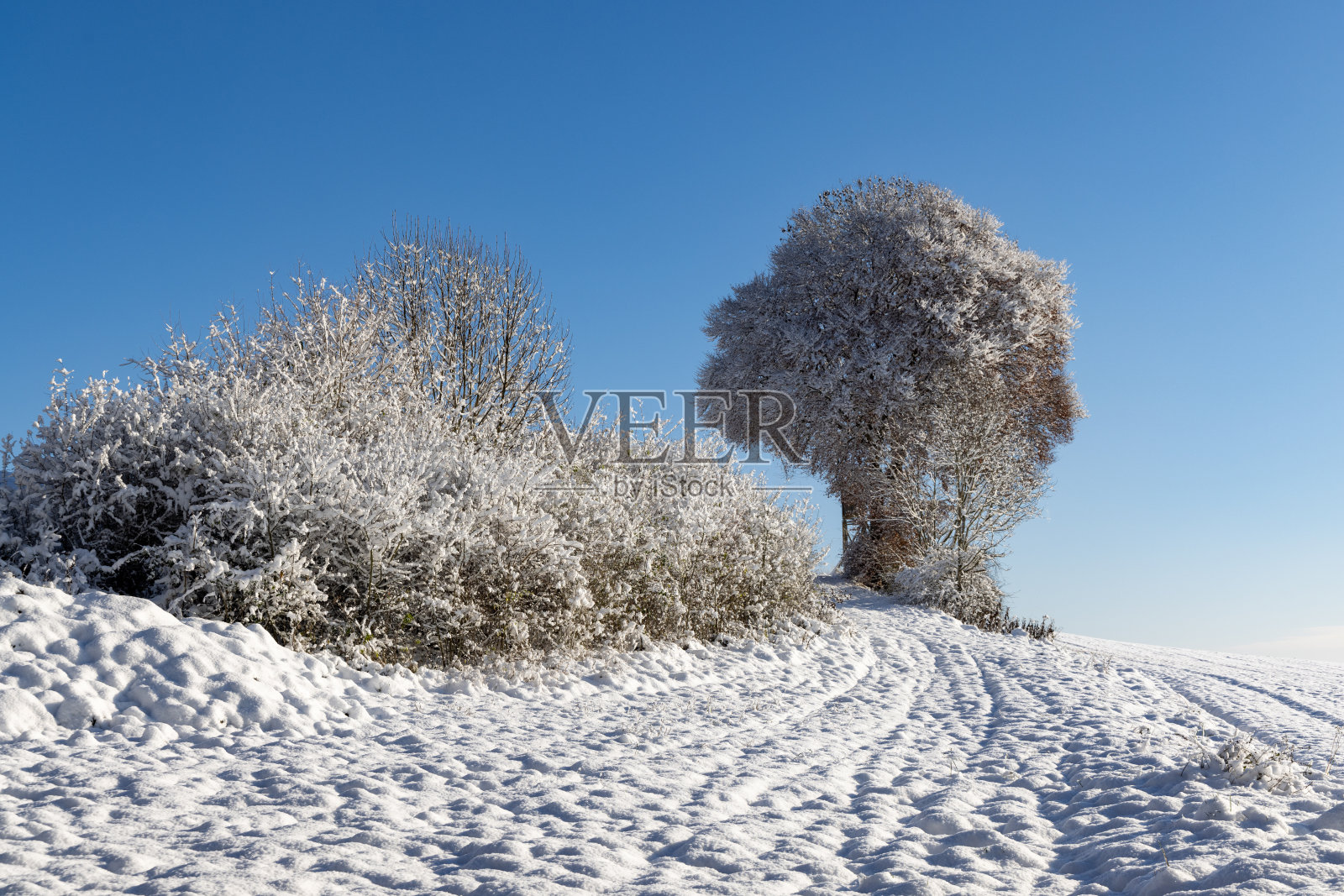 光秃秃的树覆盖着白霜,矗立在雪山上,沐浴在阳光下照片摄影图片