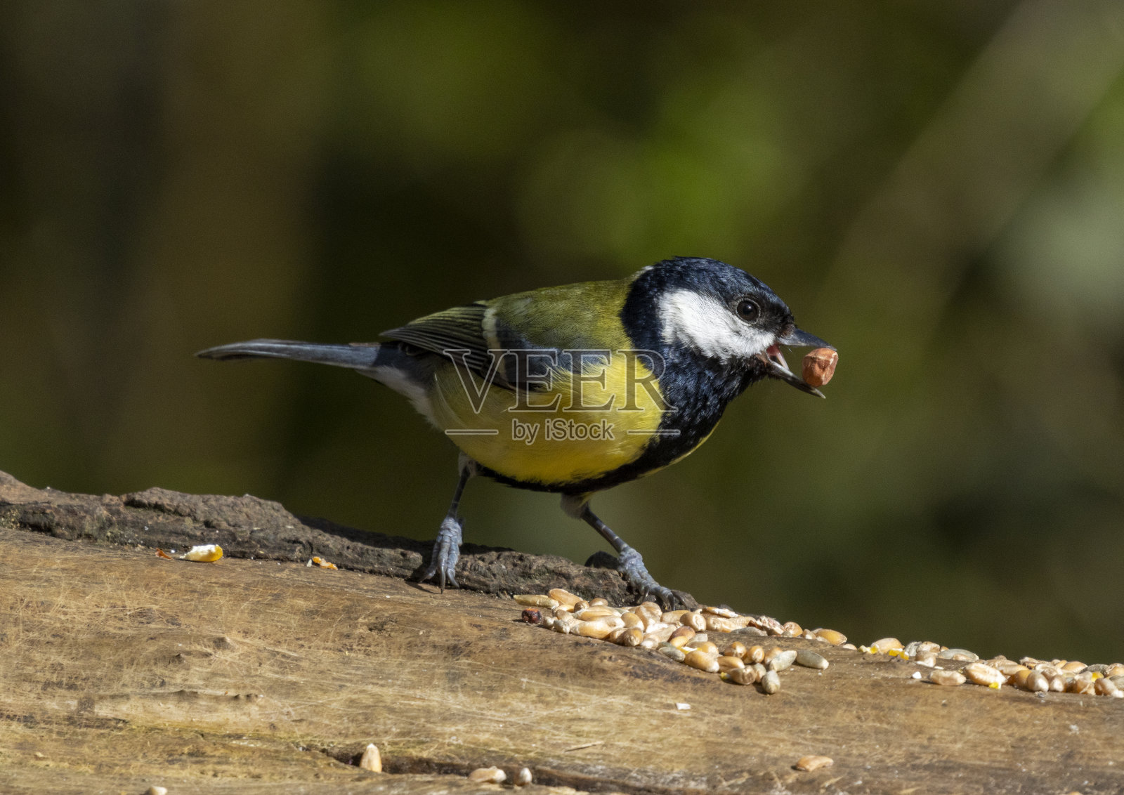大山雀照片摄影图片