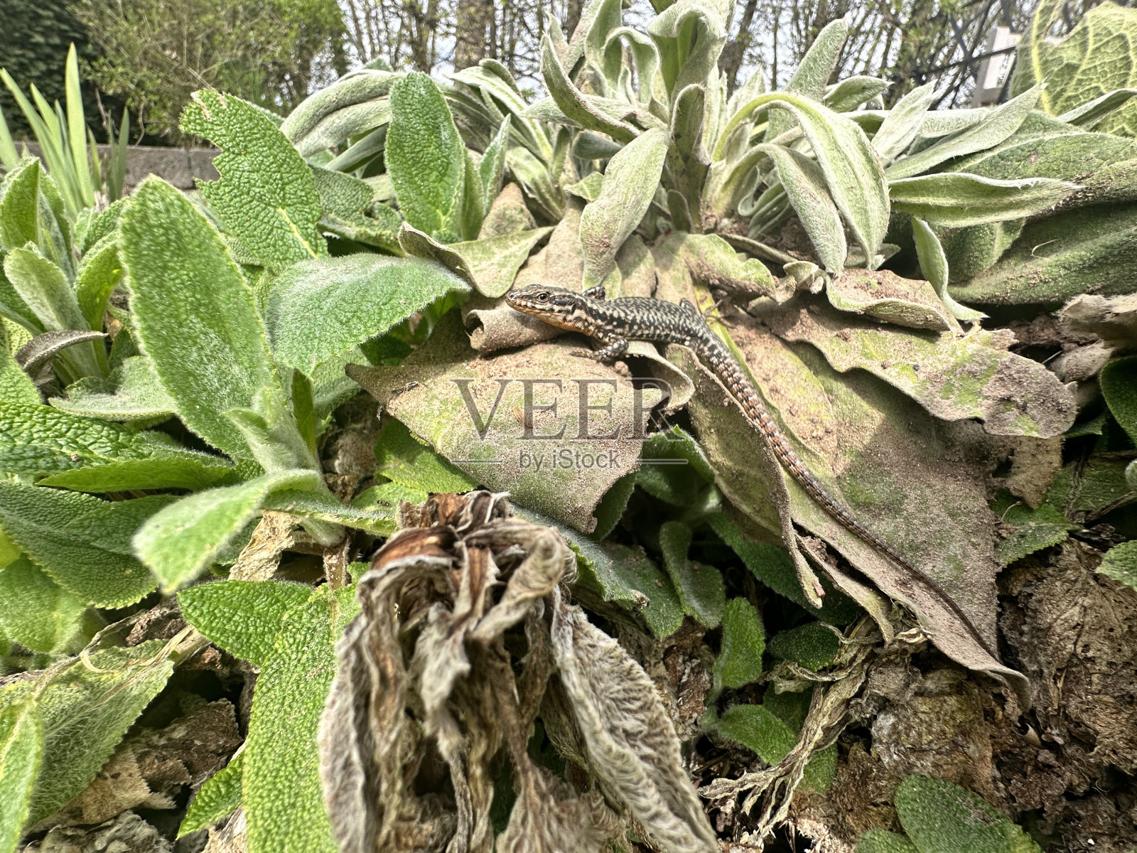 一只蜥蜴坐在一棵植物上晒太阳照片摄影图片