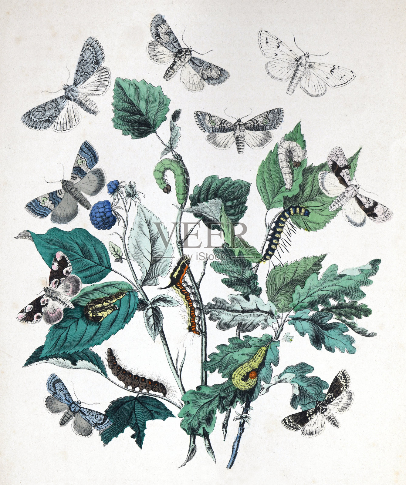 飞蛾和毛虫与花寄主植物-复古色彩插图插画图片素材