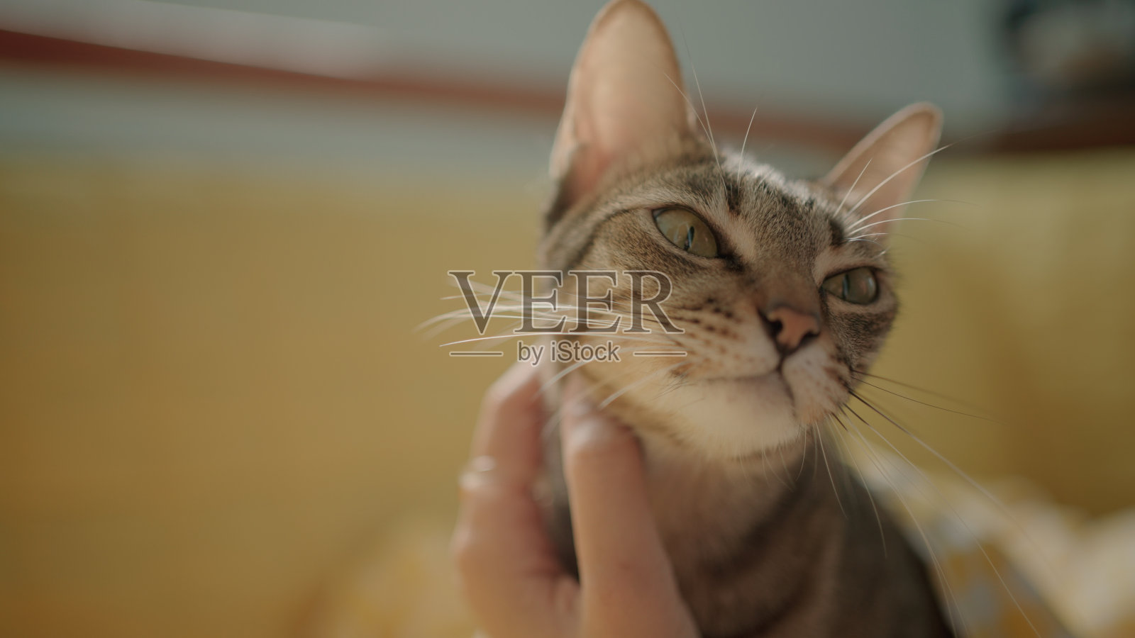 虎斑猫在黄色沙发上玩耍的特写,猫的主人在阳光下抚摸和按摩猫的身体。照片摄影图片