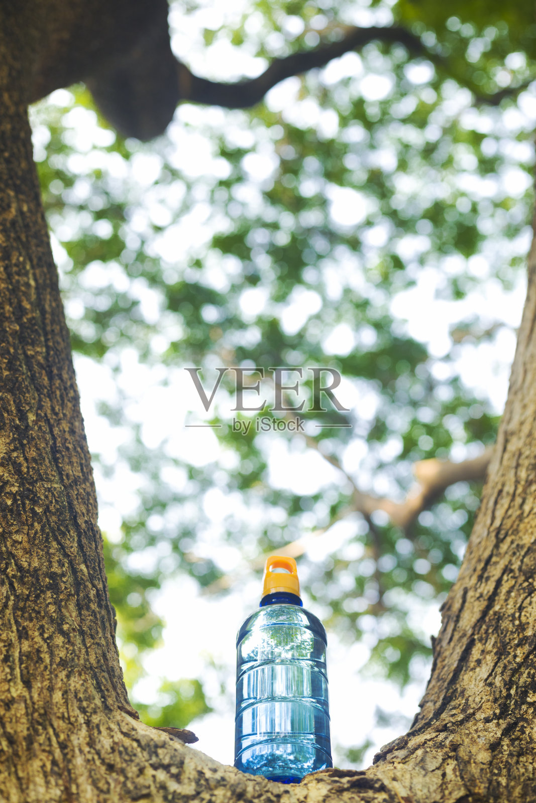 放在热带树上的水瓶照片摄影图片