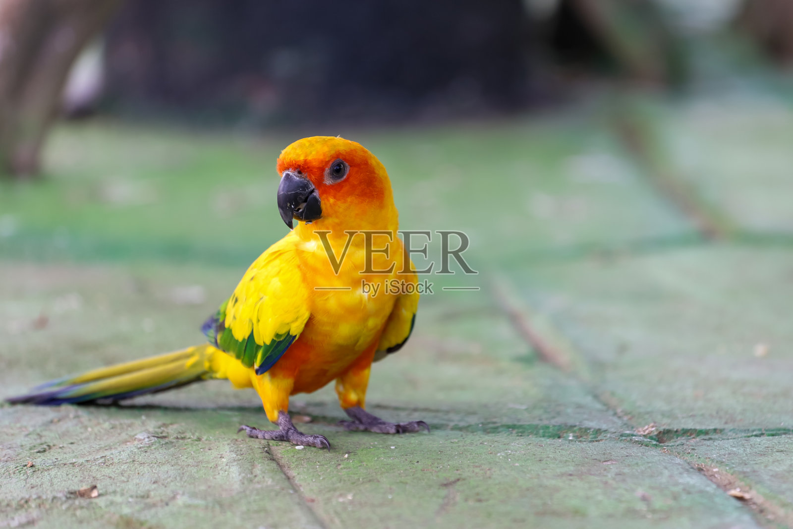 地板上的迷你鹦鹉鸟照片摄影图片