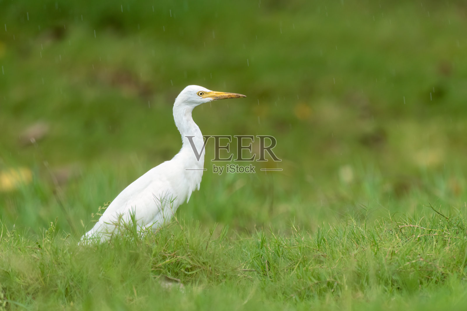 行走的牛白鹭(朱鹭)的特写,背景为绿色照片摄影图片