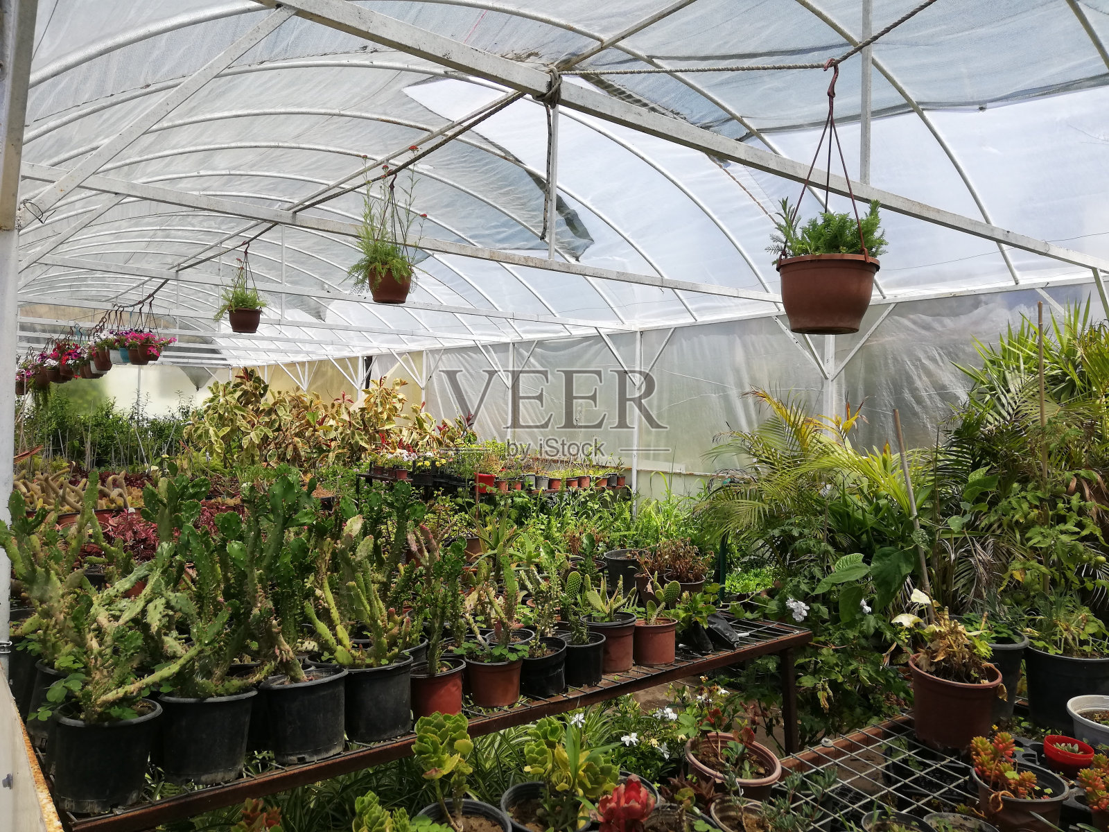 温室里的绿色植物照片摄影图片