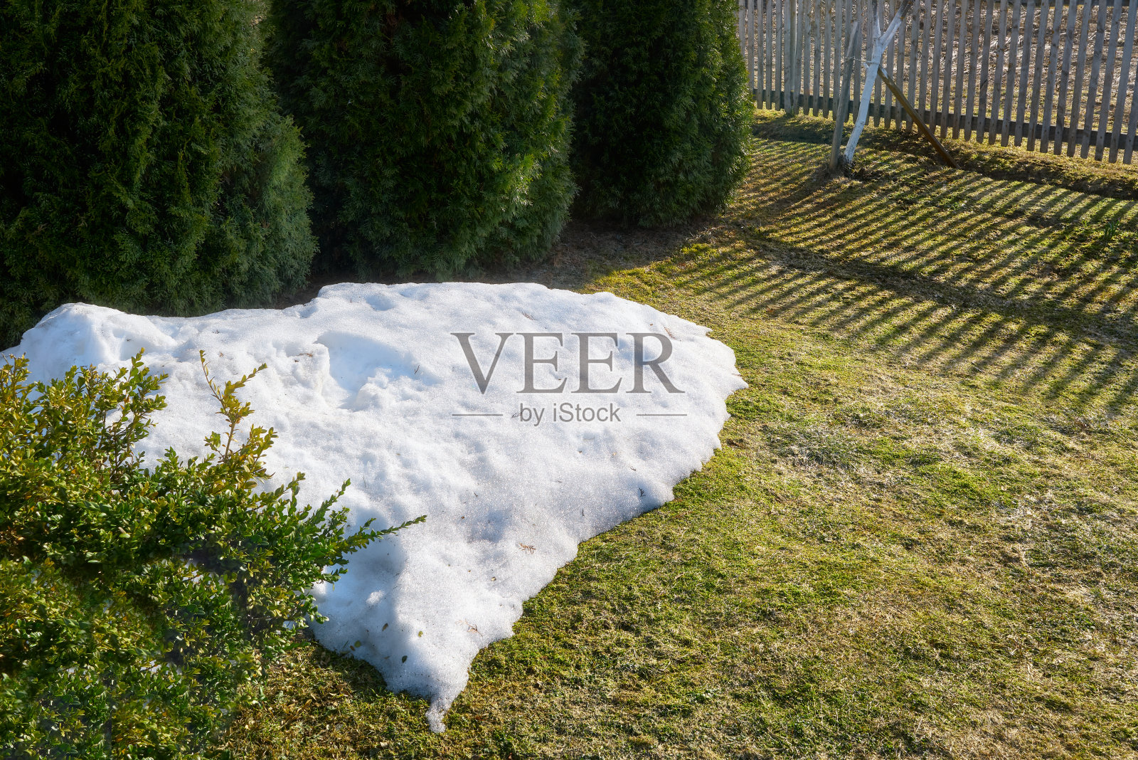 在春日的阳光下,去年的最后一场雪融化在草地上。照片摄影图片