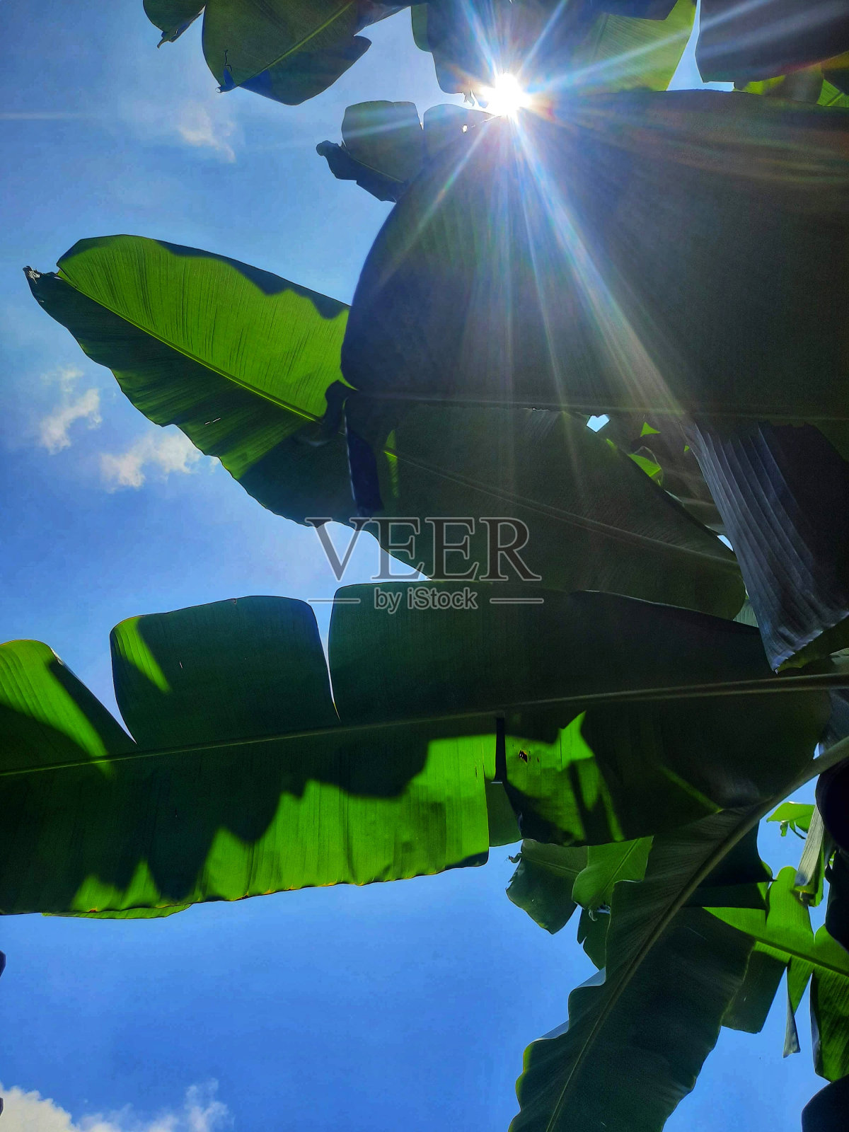 香蕉树照片摄影图片