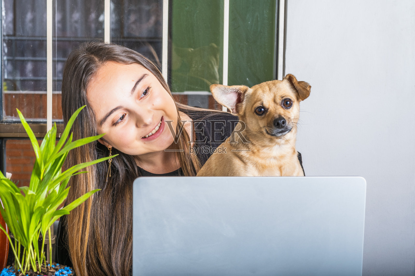 年轻女子抱着她的宠物,试图在她的笔记本电脑上工作,横向摄影照片摄影图片