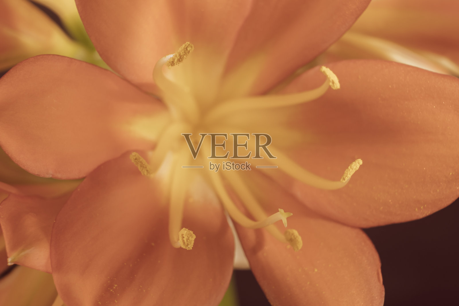 花朵的背景是柔软的照片摄影图片