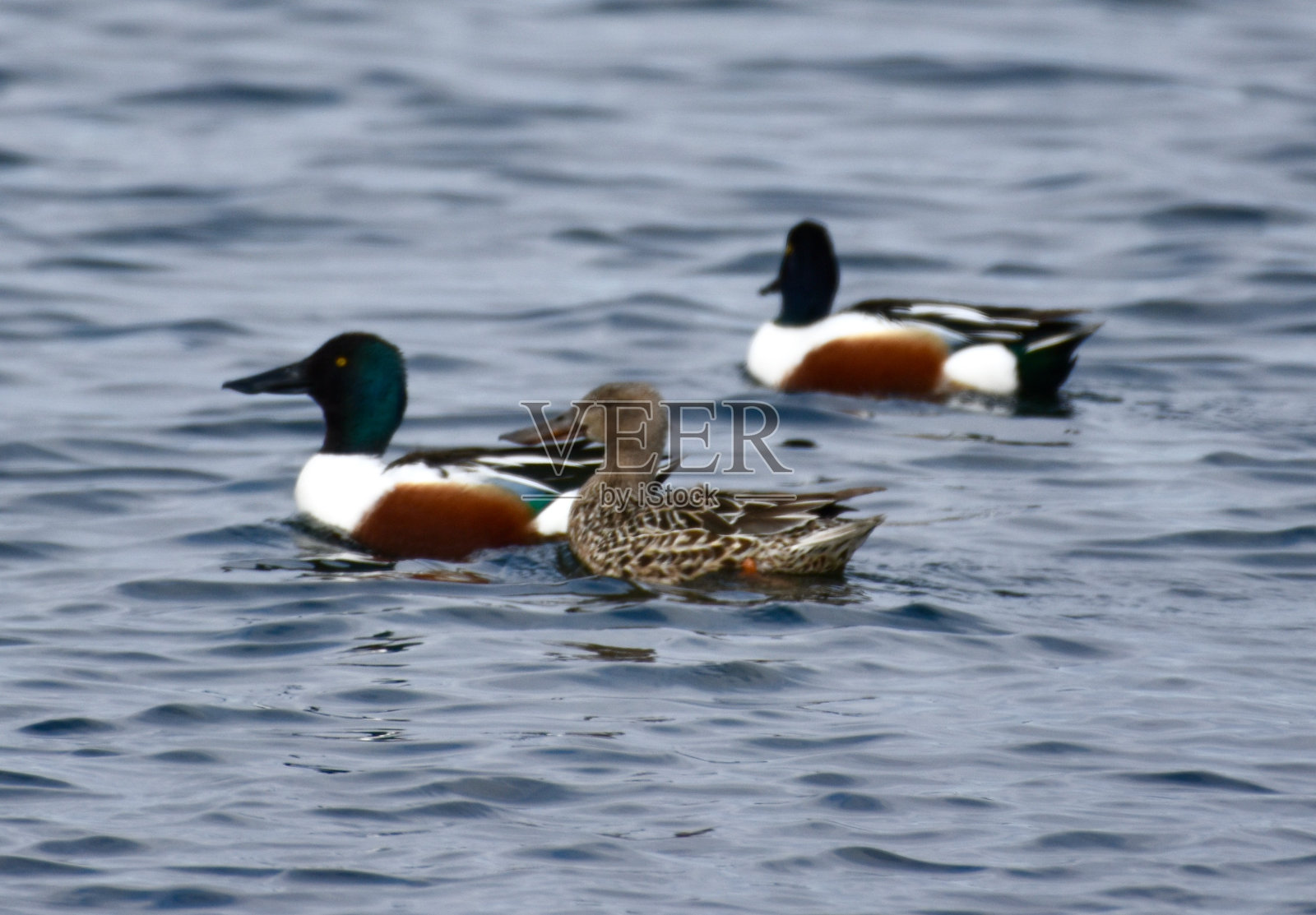 琵嘴鸭照片摄影图片