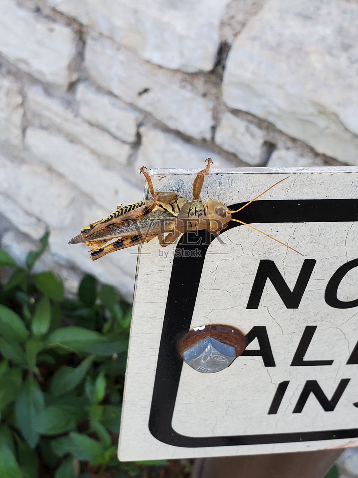 蚱蜢在黑板上照片摄影图片