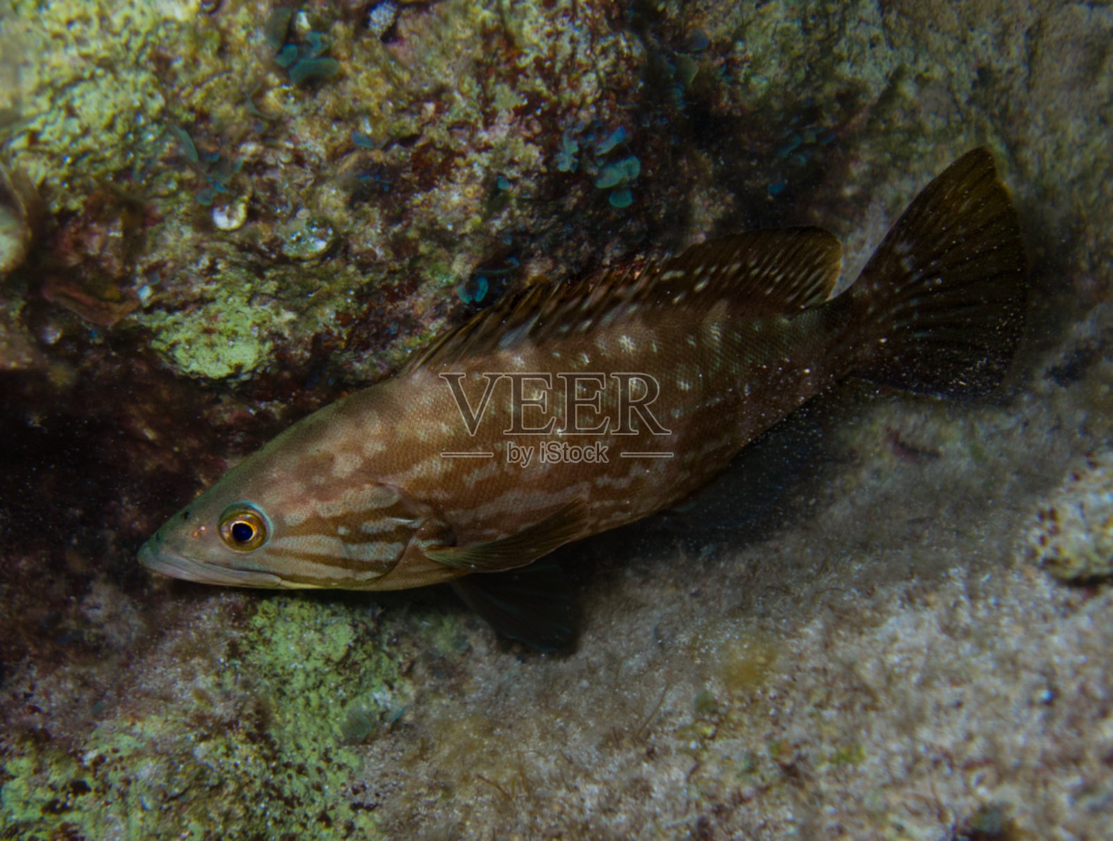 幼红霉照片摄影图片