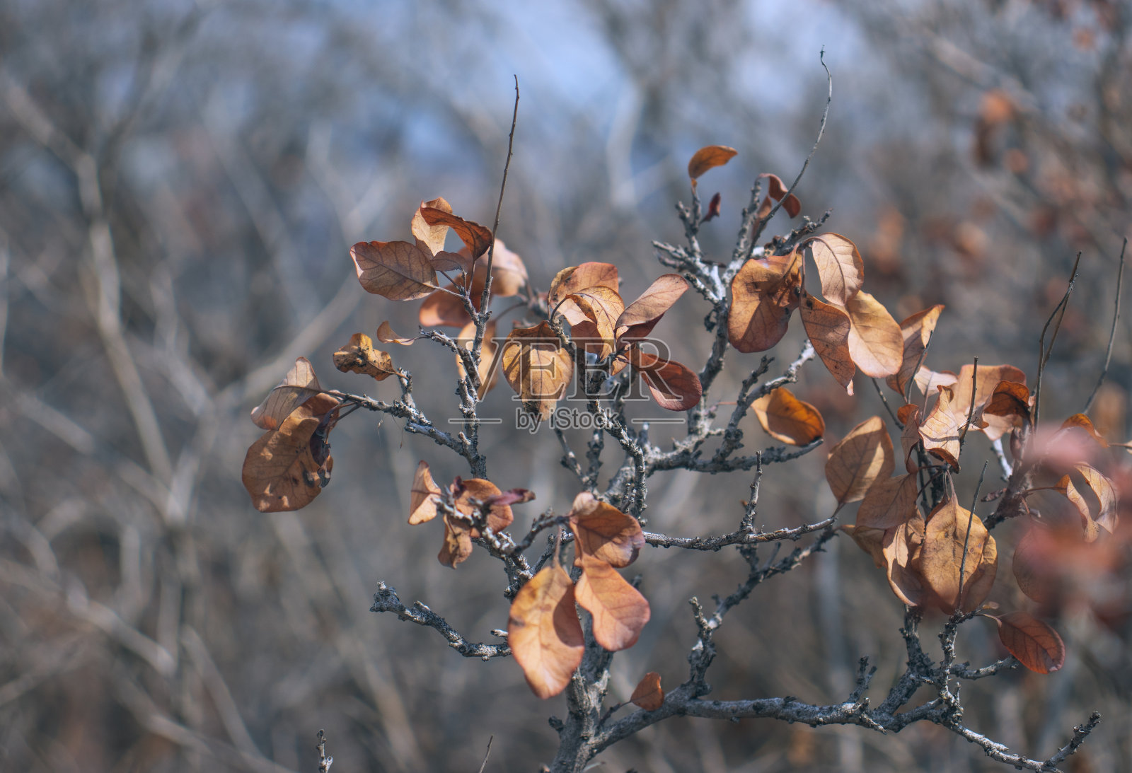 秋天的枝叶概念照。背景模糊的前视图摄影。照片摄影图片
