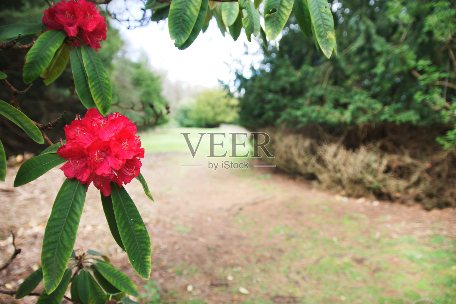 希望之家花园照片摄影图片