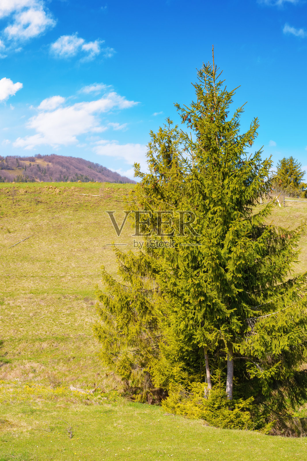 山区乡村景色,晨光中的冷杉树照片摄影图片
