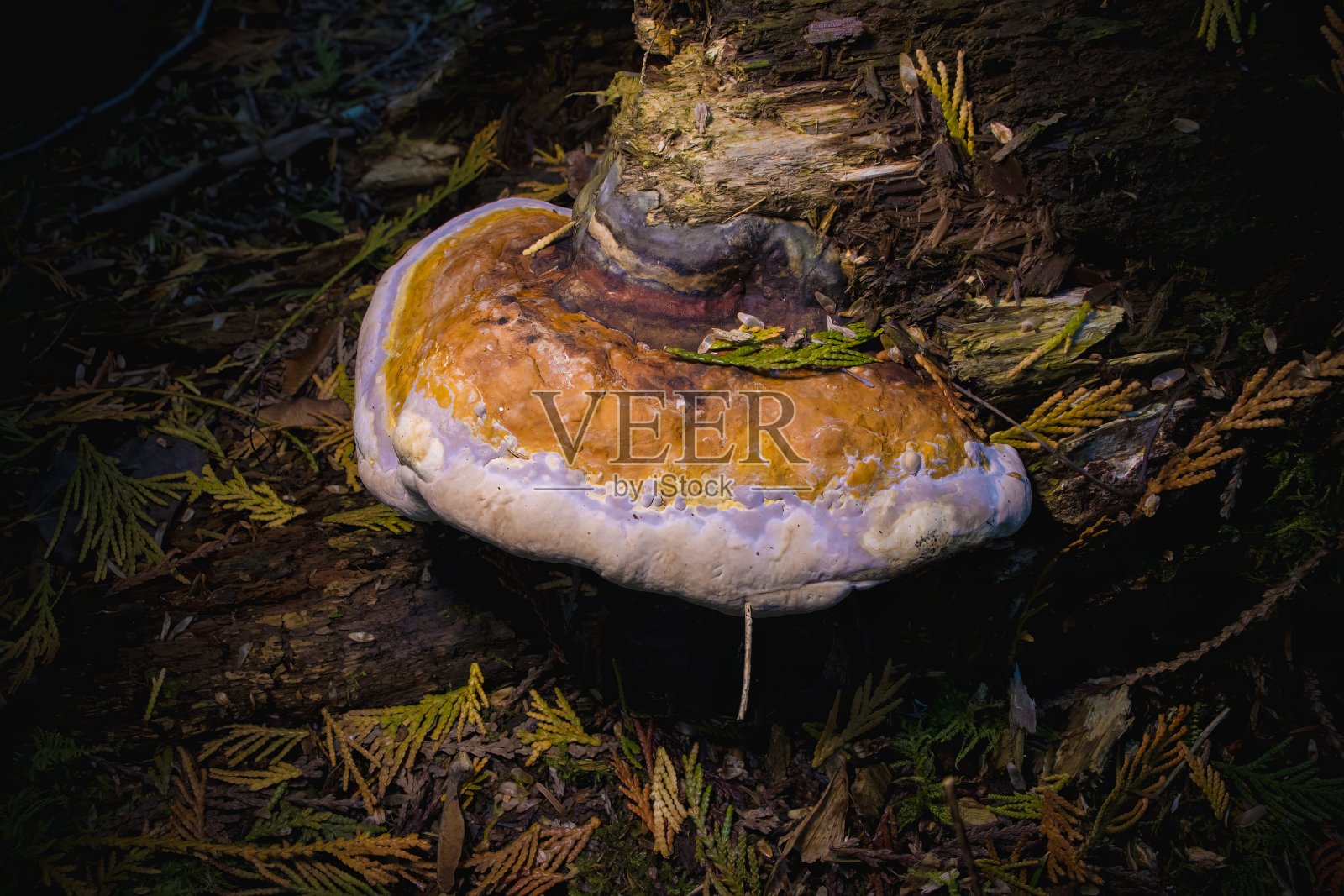 蘑菇照片摄影图片