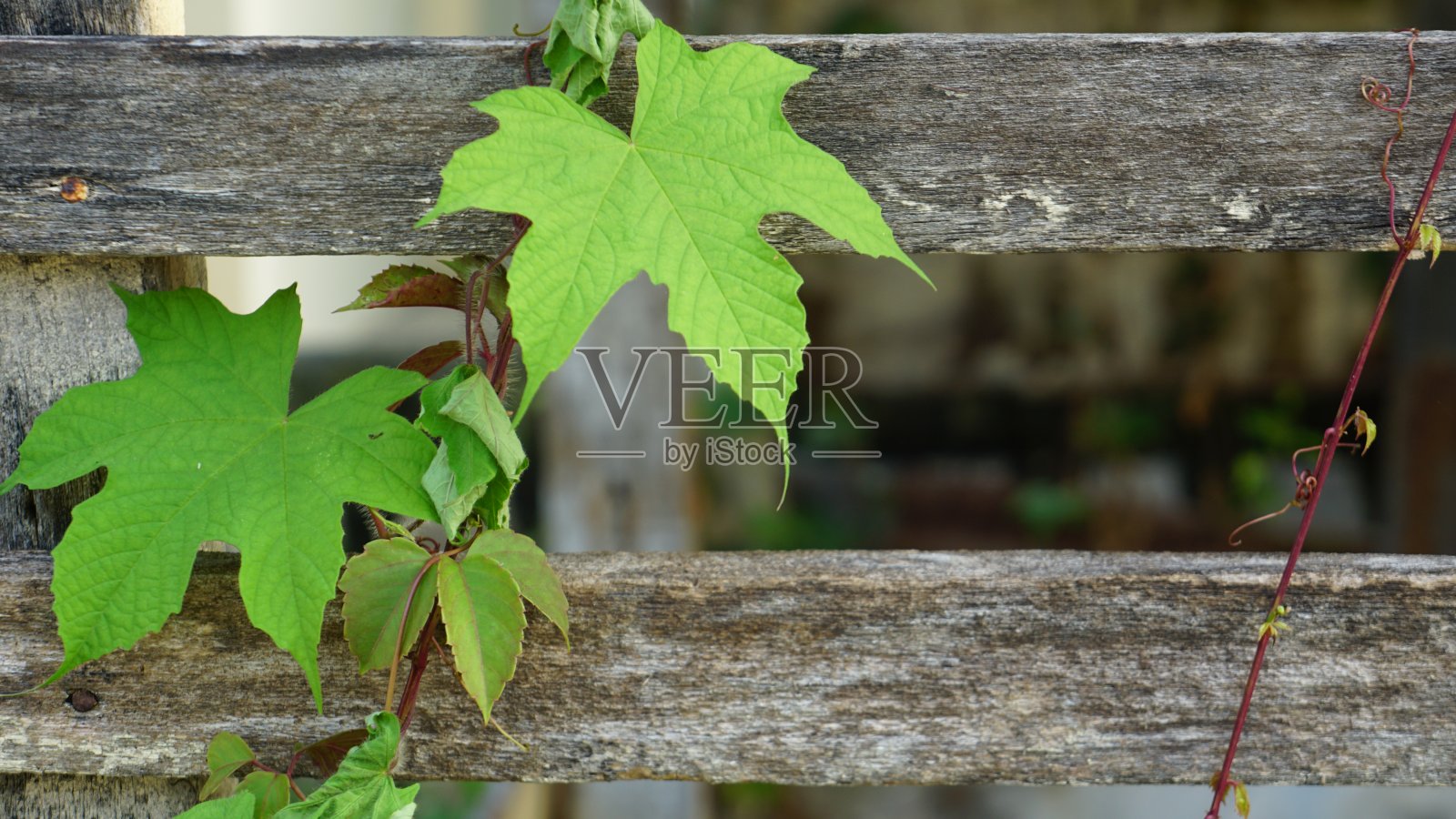 常青藤长在木栅栏上照片摄影图片