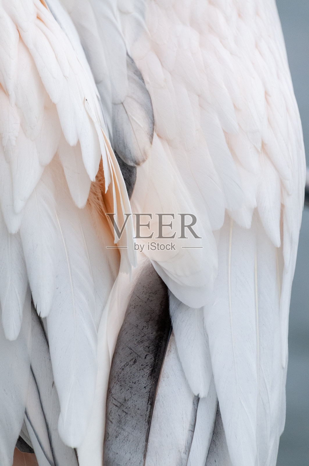 沃尔维斯湾的鹈鹕照片摄影图片