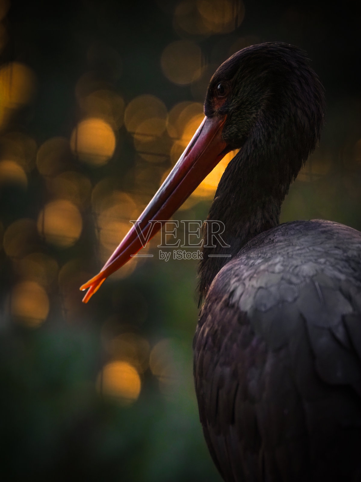 黑鹳,黑鹳,站在阳光下照片摄影图片