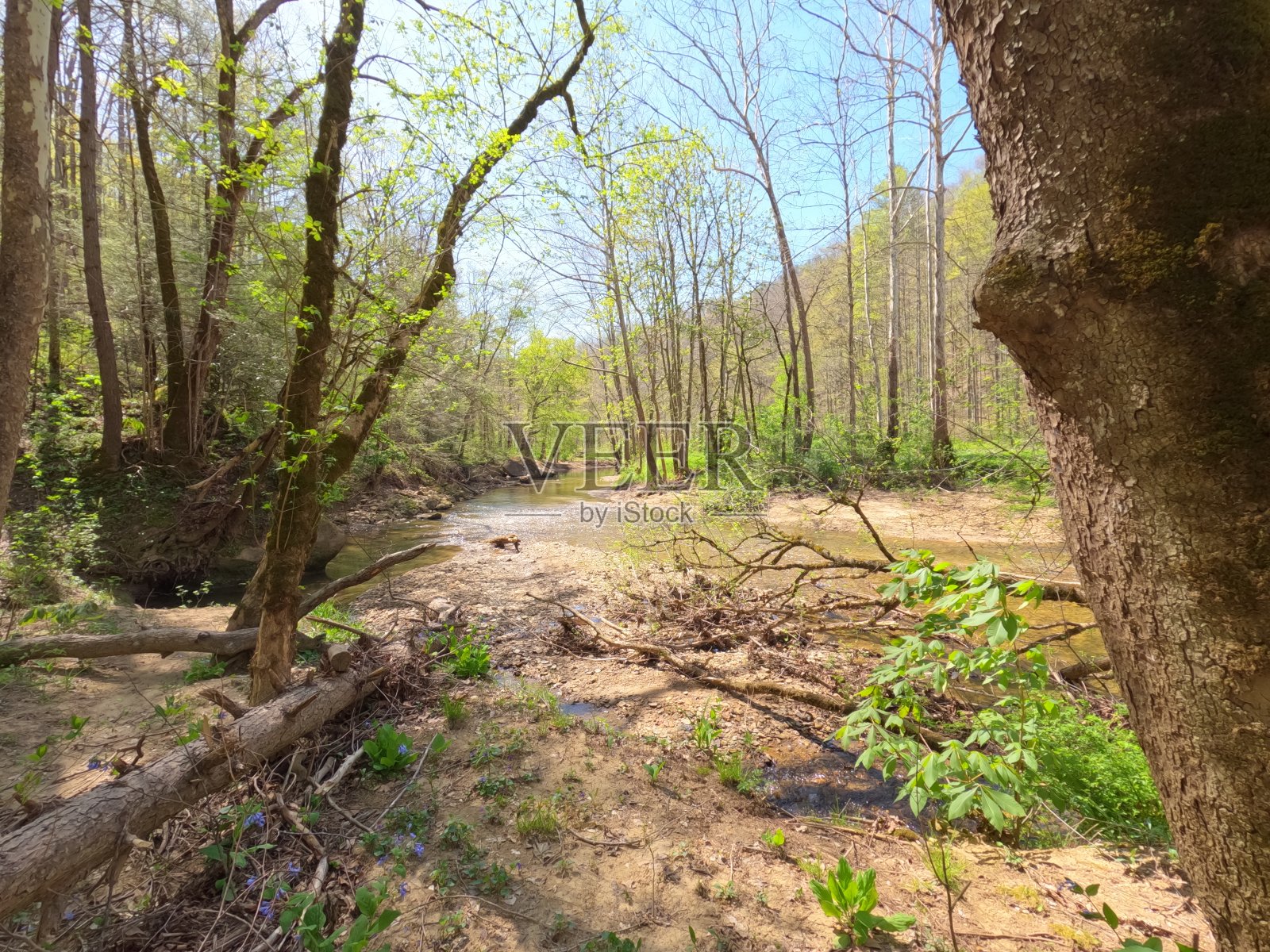 在树林里照片摄影图片