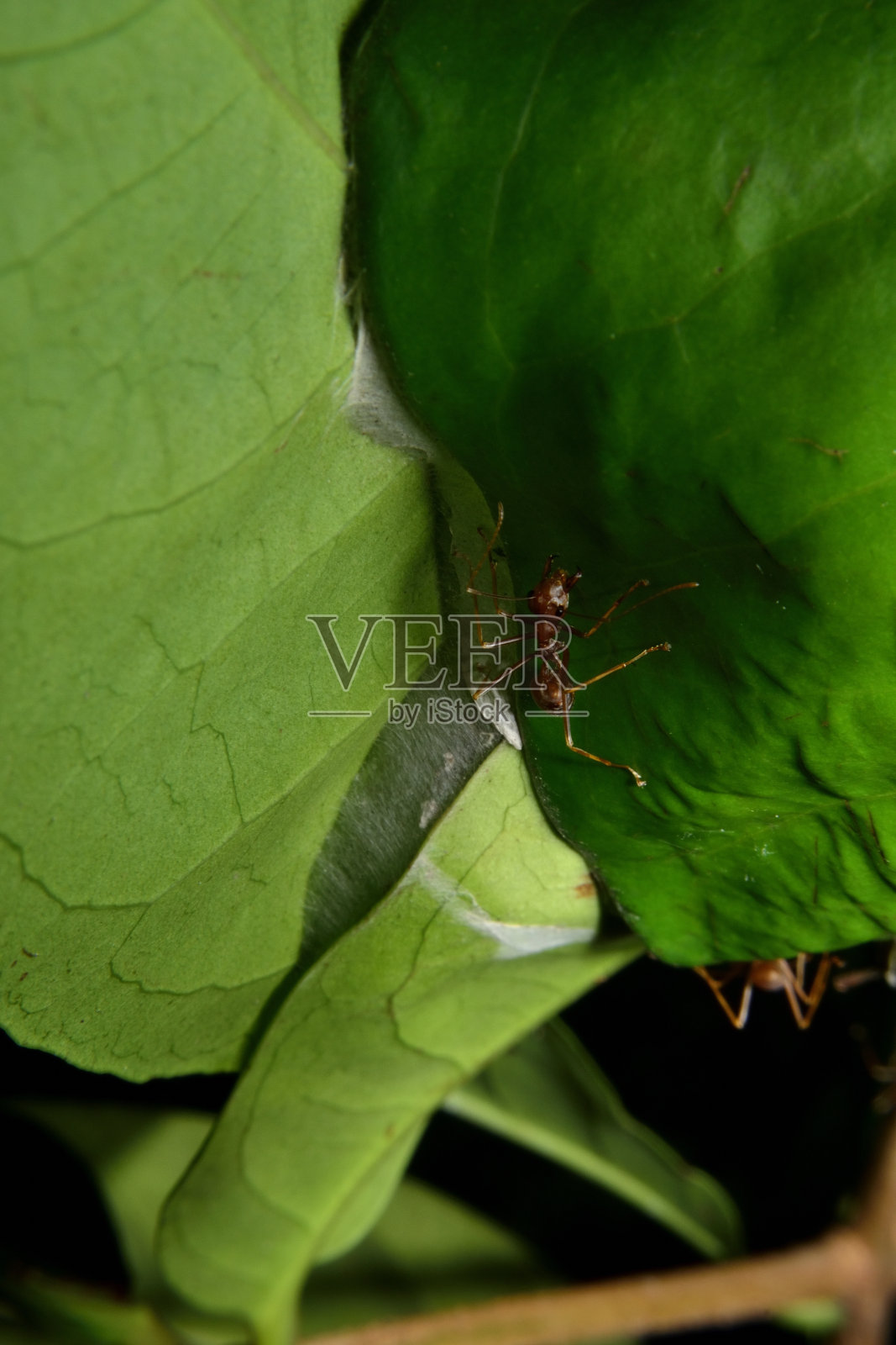 冉冉或红蚂蚁做了一个巢照片摄影图片