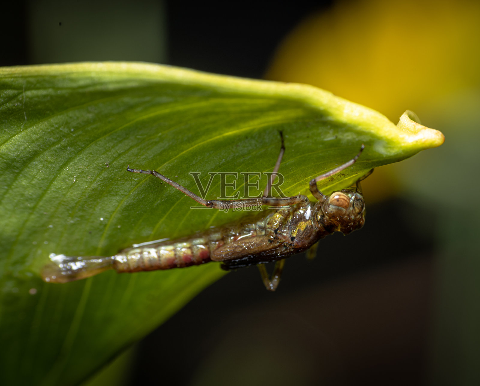 蜻蜓的幼虫照片摄影图片