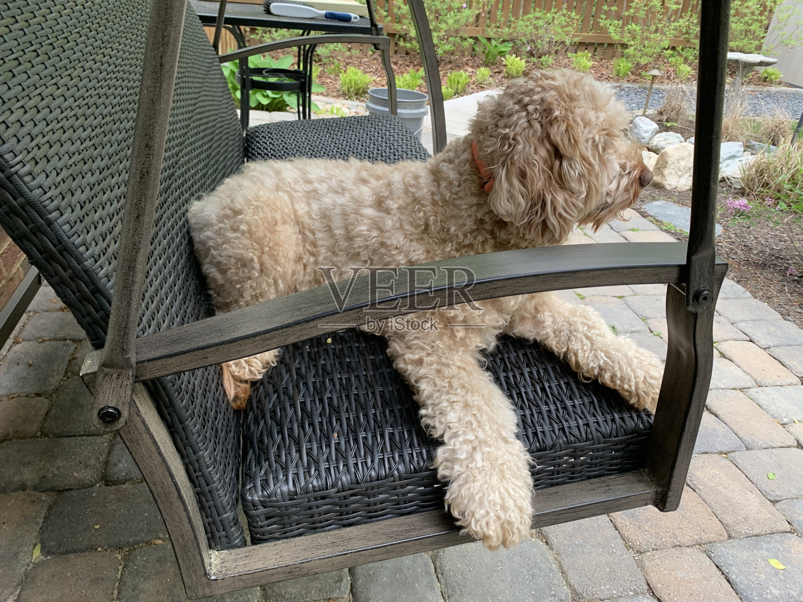 Ruby正在享受新秋千照片摄影图片