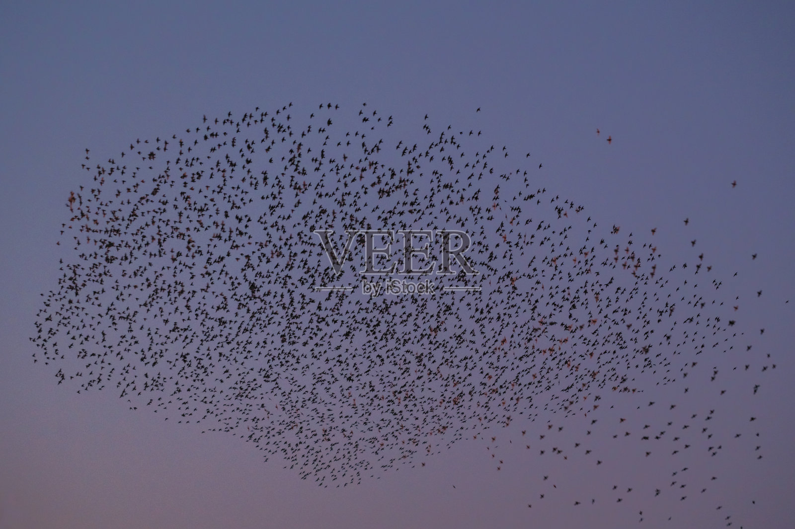 黄昏时,八哥与飞鸟在空中呢喃照片摄影图片