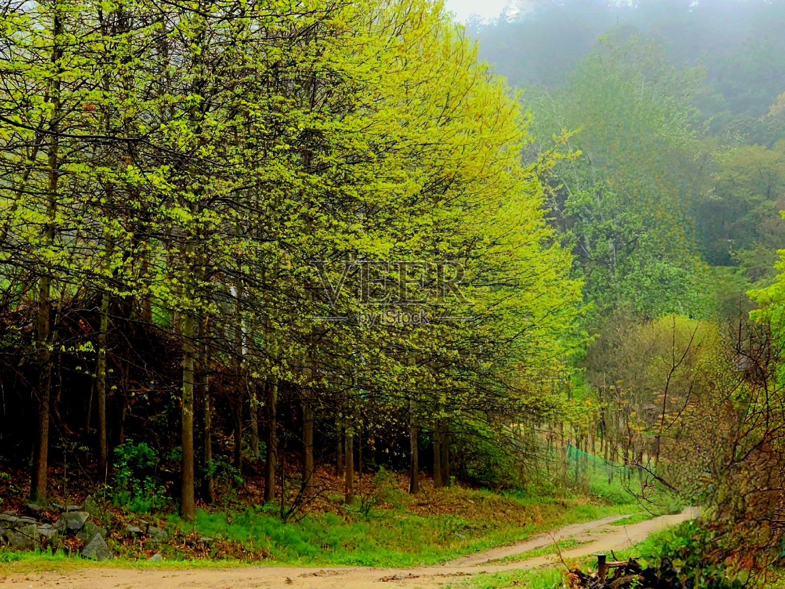 vh560 - 000花在自然界.jpg照片摄影图片