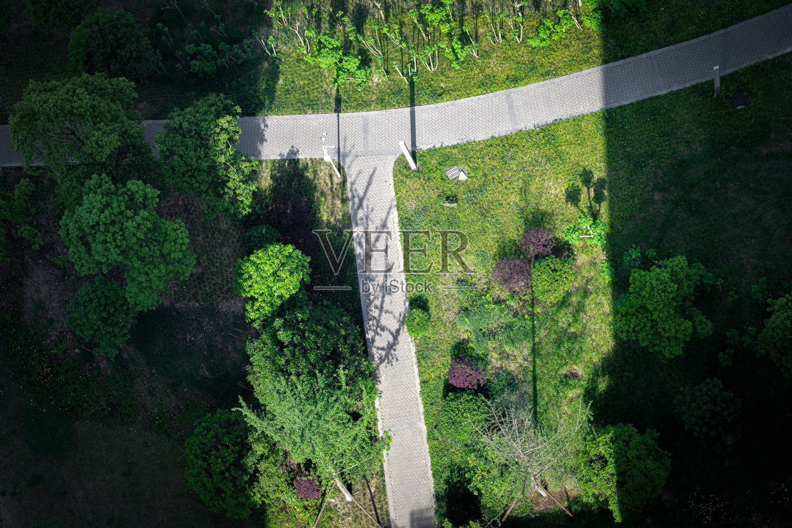 俯视角度下的树木照片摄影图片