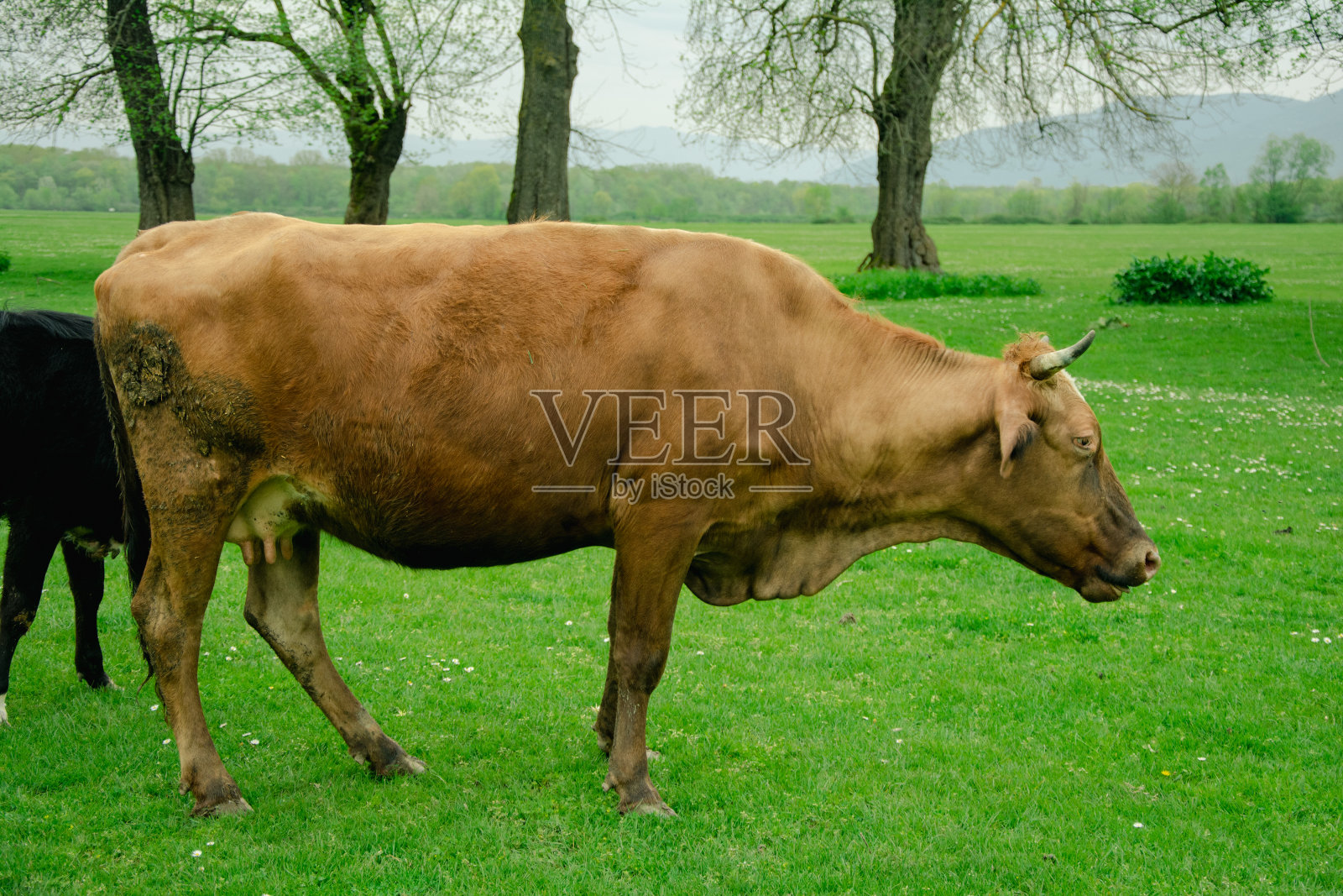 为宰牲节饲养的奶牛在牧场上吃草。一群牛或牛正在为宰牲节或古尔邦节的祭祀做准备。牛。农场生活理念理念。有选择性的重点照片摄影图片