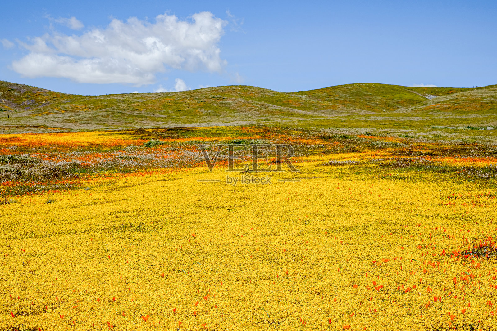山上有野花盛开的田野。这是加州春季的超级花季。照片摄影图片