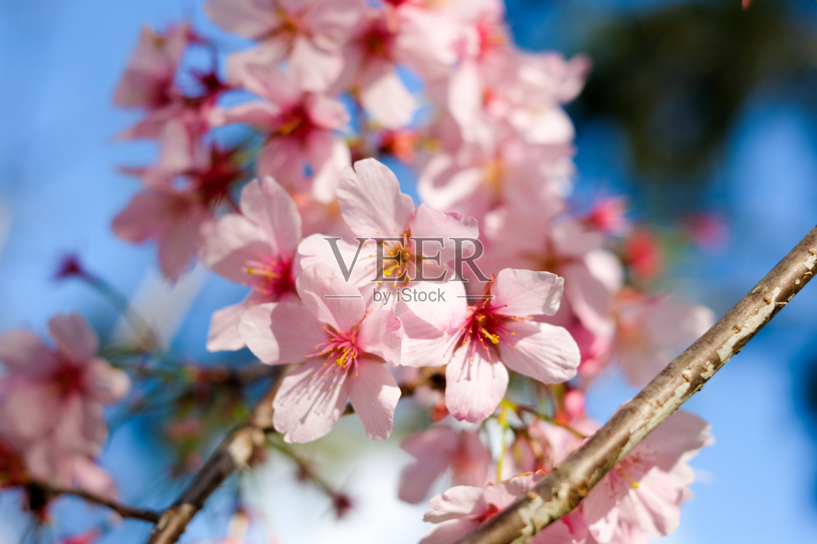 粉色樱花或日本樱花特写。春天和盛开的背景和壁纸。照片摄影图片